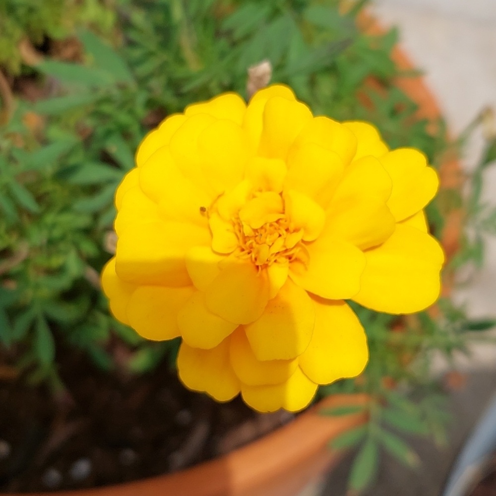 Meet your Posher, Mary